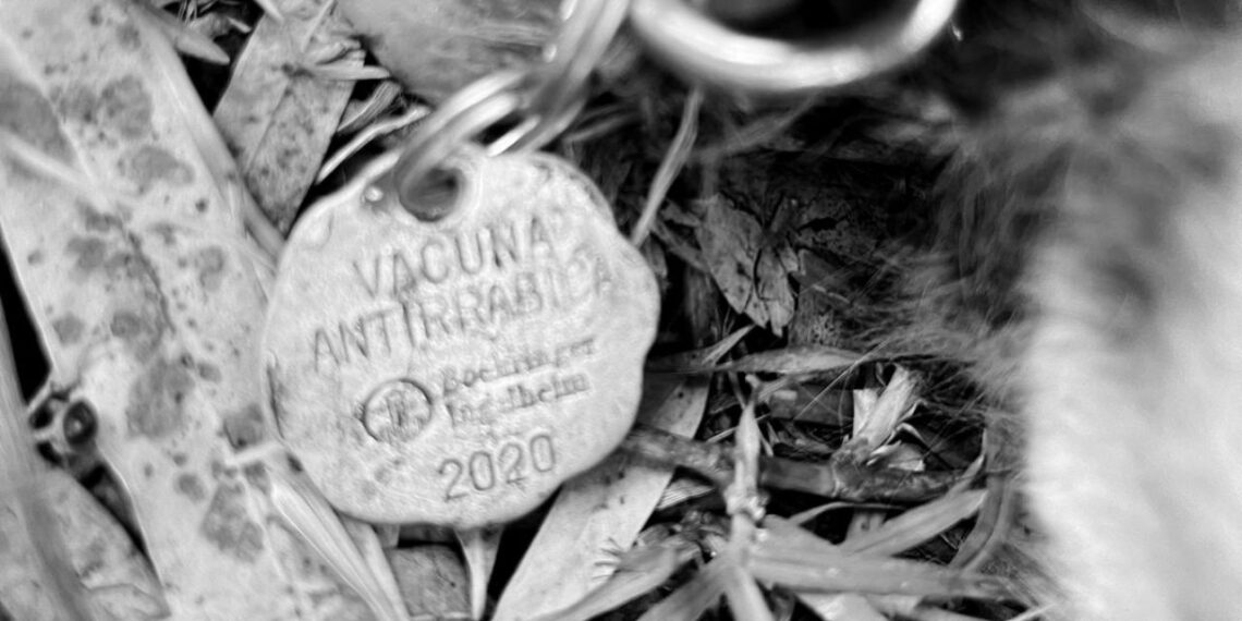 Último perrito hallado muerto en el Bosque de Nativitas desapareció el martes