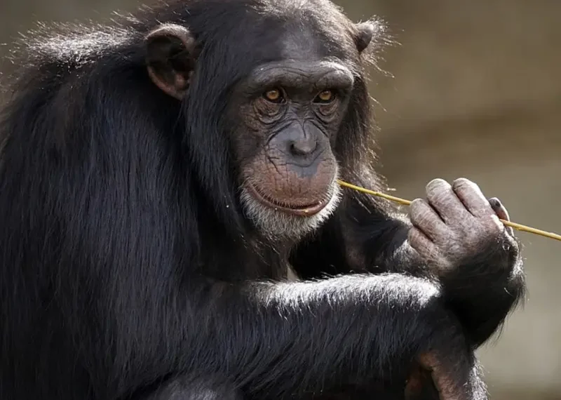 Chimpancés conversan como humanos… y hasta se interrumpen, según nuevo estudio