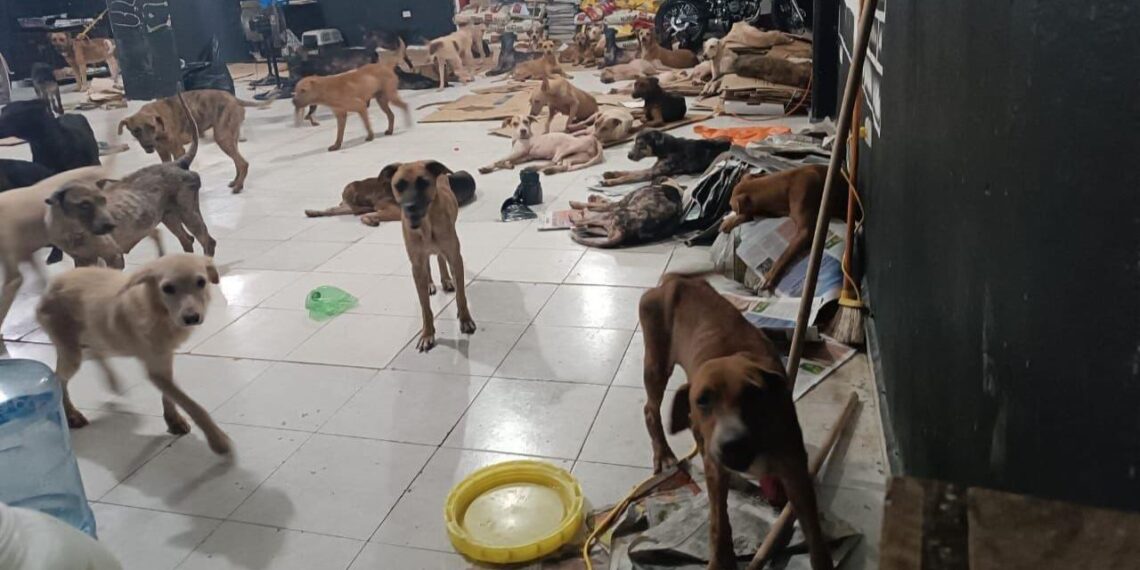 Dan refugio temporal a perritos callejeros en Quintana Roo por “Beryl”