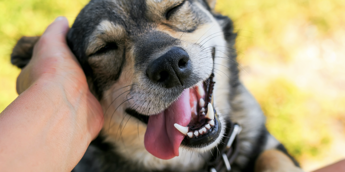 Día Mundial del Perro: 3 Datos a Tomar en Cuenta en la Hidratación de Nuestras Mascotas