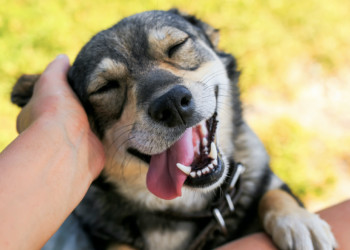 Día Mundial del Perro: 3 Datos a Tomar en Cuenta en la Hidratación de Nuestras Mascotas