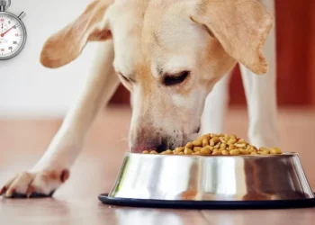 Protege la salud digestiva de tus mascota