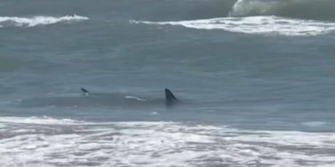 Tiburón ataca a dos personas en Isla del Padre, Texas
