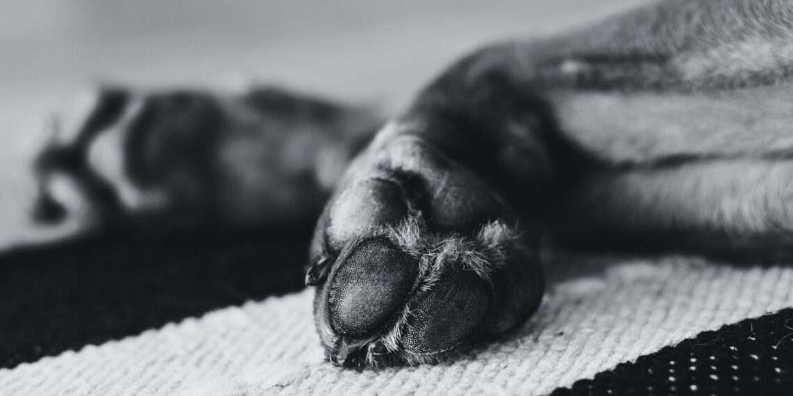 Buscan a sujeto que ahogó a Zeus, un perrito pitbull, en Playa del Carmen