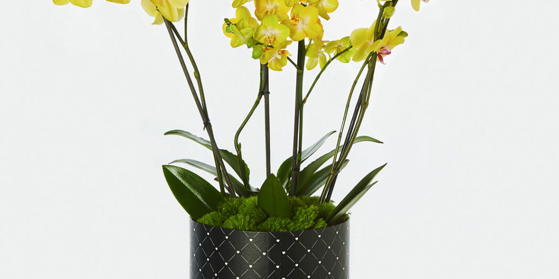 LAS ORQUÍDEAS Y SU SIGNIFICADO