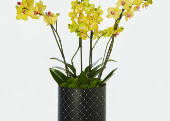 LAS ORQUÍDEAS Y SU SIGNIFICADO