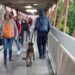 Retiran a perrito de vías tras interrumpir servicio en Línea B del Metro