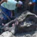 Colosal cráneo de mastodonte de 13 mil años de antigüedad es hallado en un arroyo