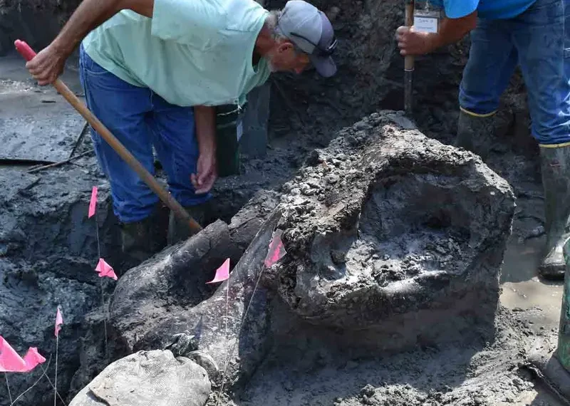 Colosal cráneo de mastodonte de 13 mil años de antigüedad es hallado en un arroyo