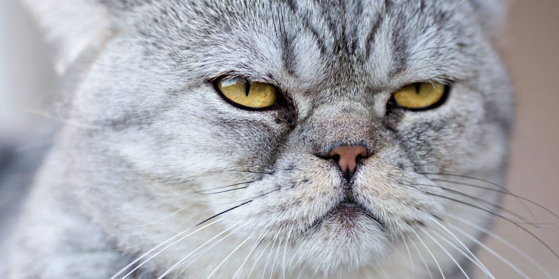 Día Internacional del Gato: ¿Cuáles son las búsquedas más populares sobre gatos en Google México?