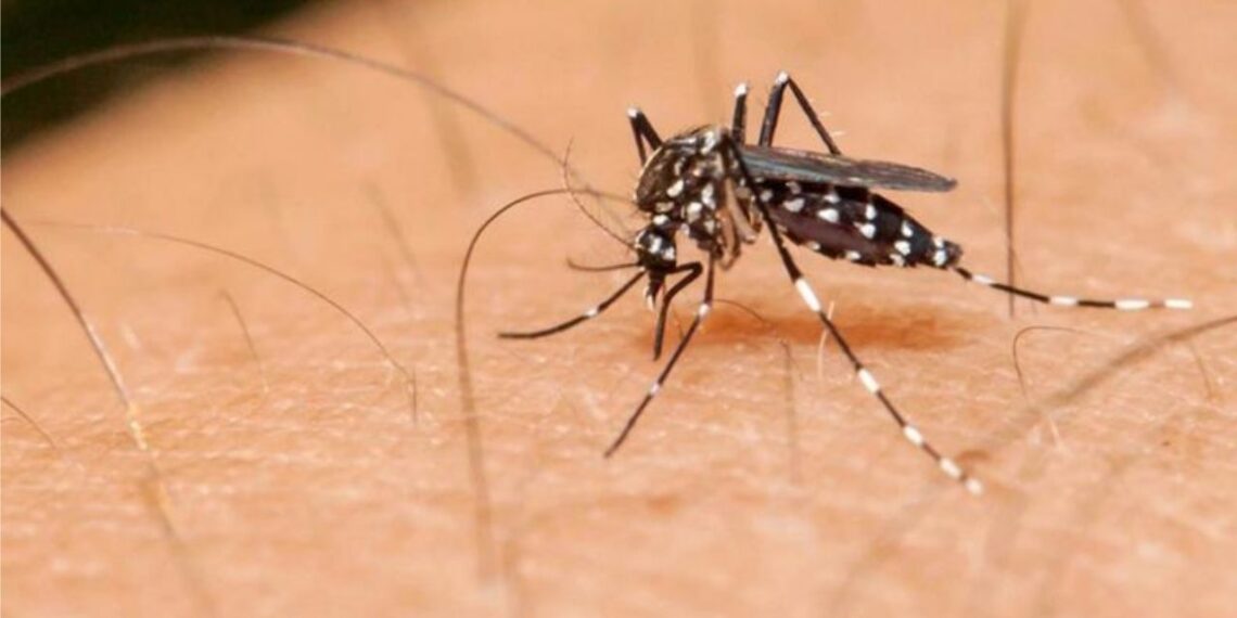 México suma 76 muertes por dengue: Morelos y Guerrero a la cabeza