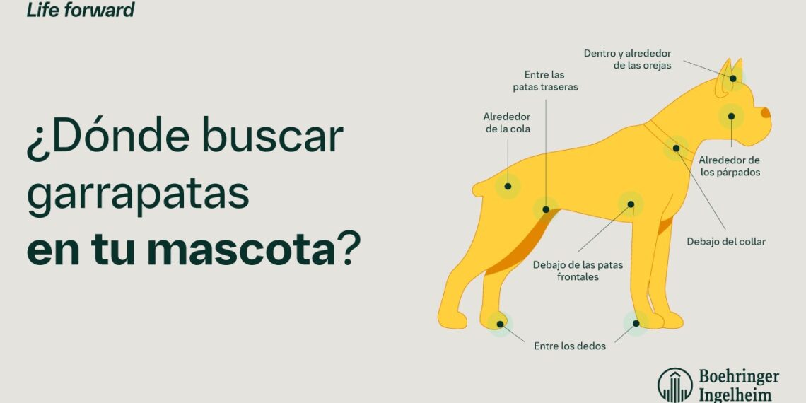 Dónde buscar garrapatas en tu mascota