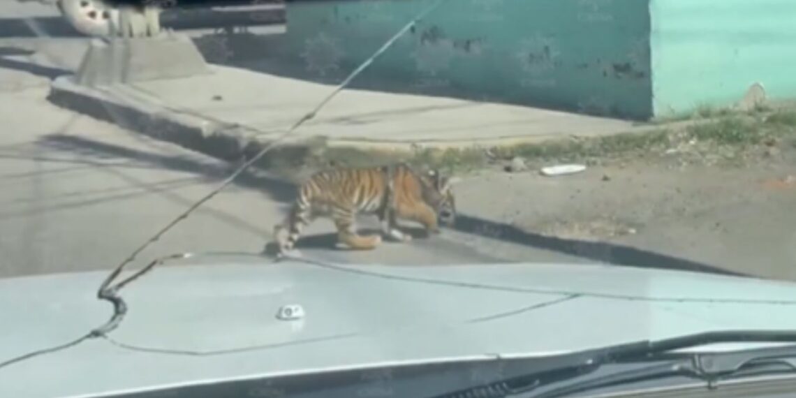 Cachorro de tigre deambula por calles de Durango