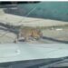 Cachorro de tigre deambula por calles de Durango