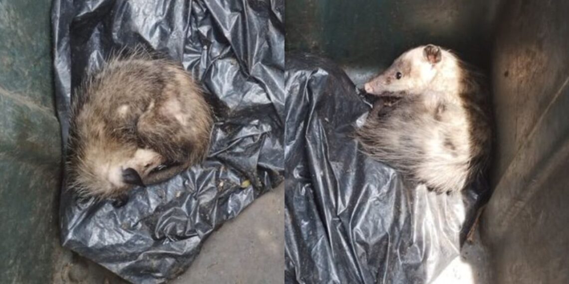 Rescatan a dos tlacuachitos de un contenedor de basura en Tlalpan