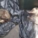 Rescatan a dos tlacuachitos de un contenedor de basura en Tlalpan