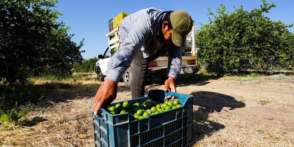 Ejército, Guardia Nacional y Policía Estatal protegen a limoneros en Michoacán: López Obrador