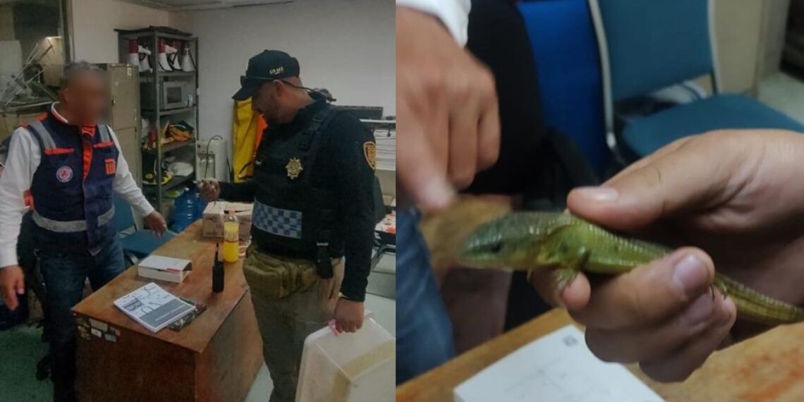 Resguardan a lagarto encontrado en la estación Cuauhtémoc del Metro