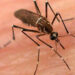 OMS alerta por peligro de mosquitos; son de los más letales por enfermedades que transmiten