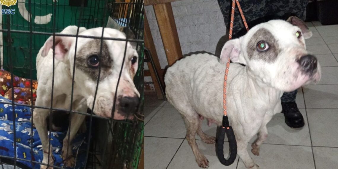 Rescatan a perrita maltratada y a sus cachorros en la Álvaro Obregón