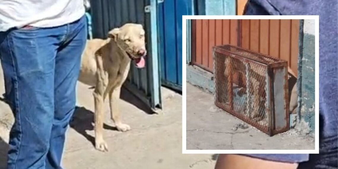 Rescatan a perrita encerrada en jaula diminuta por dueños de un taller en Puebla