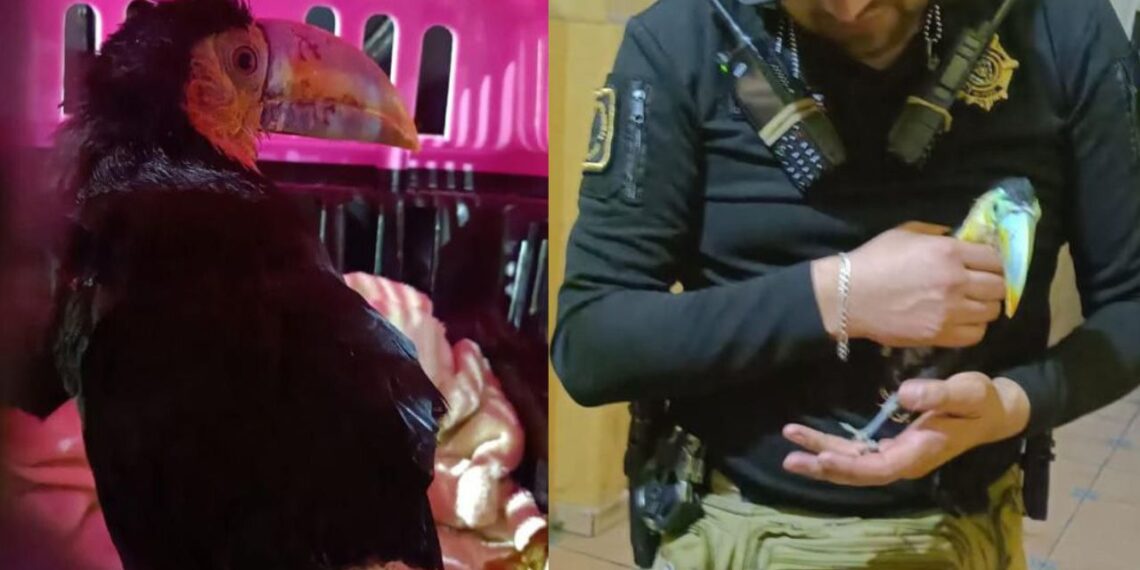 Rescatan a tucán piquiverde, especie en peligro de extinción, en Iztapalapa