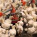 EU reporta primer caso de gripe aviar sin contacto animal conocido