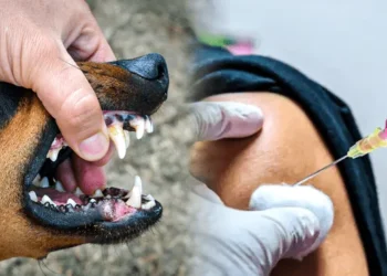 Con el 70% de los perros en las calles, especialistas llaman a vacunar a las mascotas de compañía para prevenir la rabia