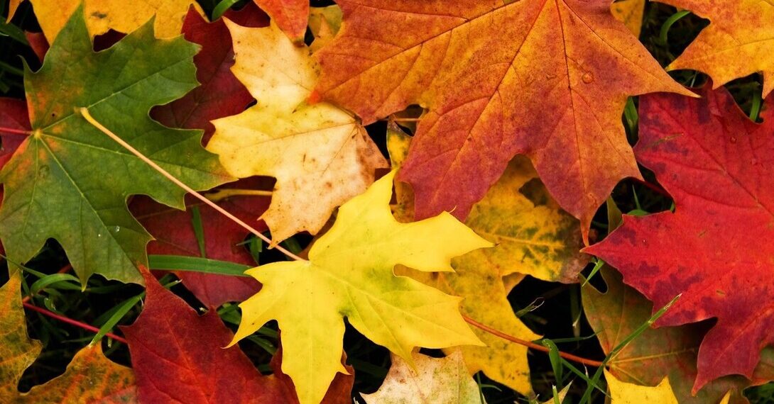 !Bienvenido otoño 2024!