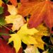 !Bienvenido otoño 2024!