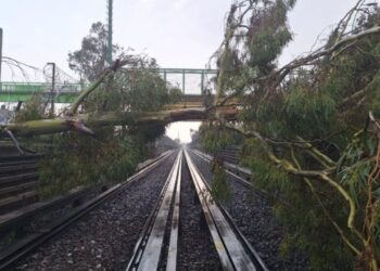 Suspenden servicio de la Línea B por árboles caídos sobre las vías