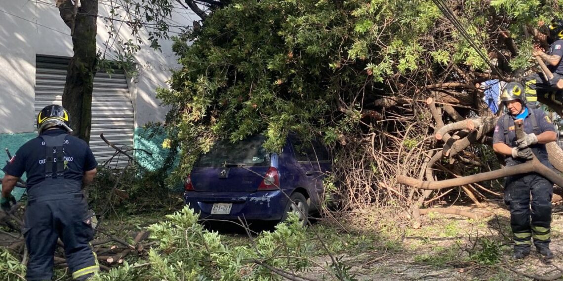 Cae árbol sobre dos autos estacionados en Azcapotzalco