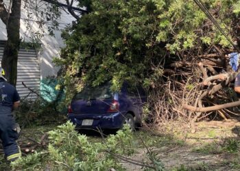 Cae árbol sobre dos autos estacionados en Azcapotzalco