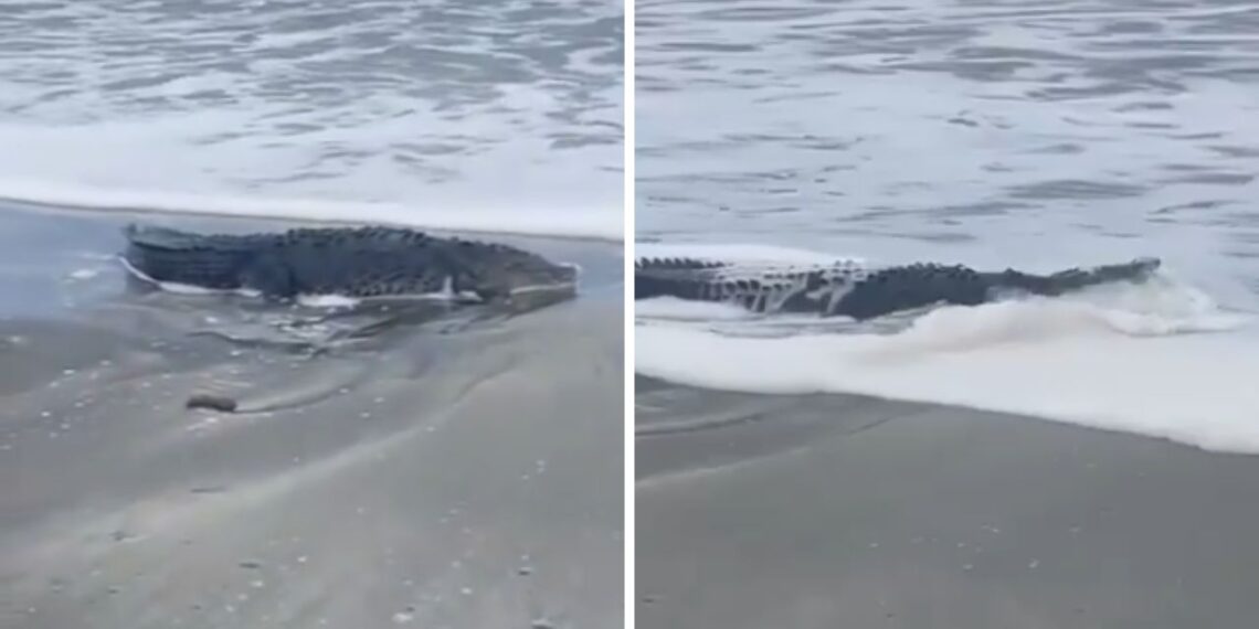 Alertan por presencia de cocodrilos en playas de Oaxaca