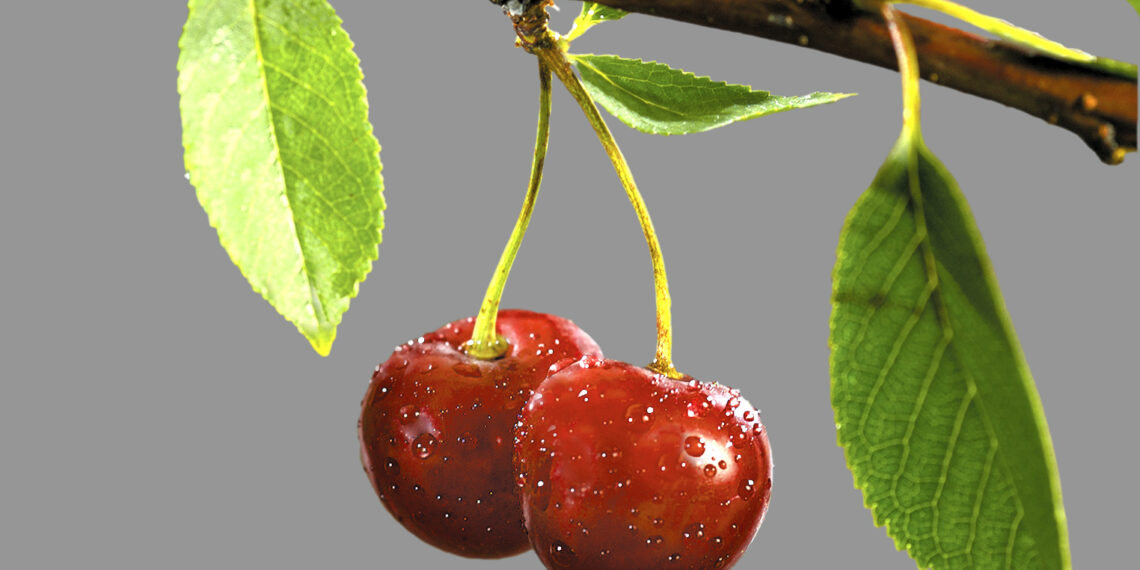 Disfruta de cerezas todo el año: conoce las cerezas agridulces