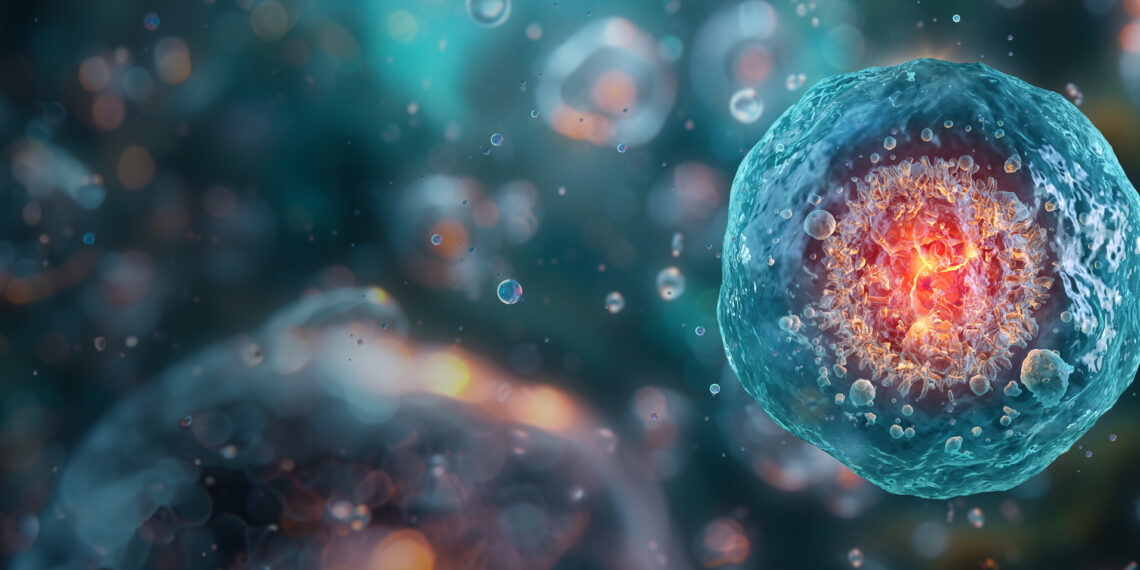 La regulación del envejecimiento celular, senescencia, puede mitigar el cáncer y las enfermedades cardíacas