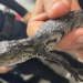 Rescatan reptil bebé en la Línea B del Metro CDMX