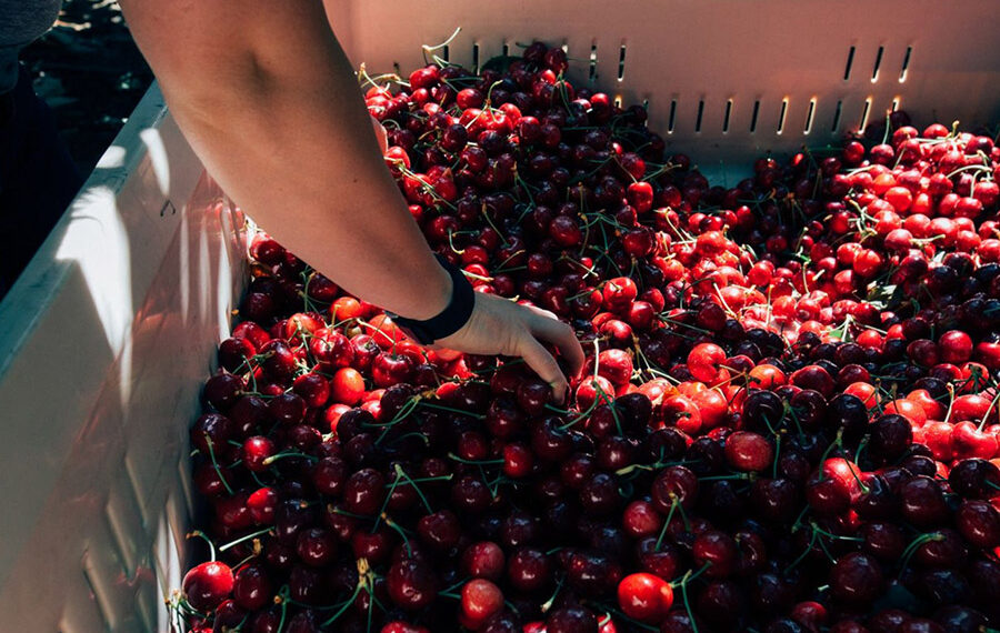 Rompe récord la Temporada de Cerezas del Noroeste 2025