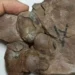 Descubren huevos de dinosaurio de 80 millones de años ‘intactos’ de especie desconocida