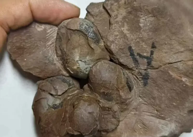 Descubren huevos de dinosaurio de 80 millones de años ‘intactos’ de especie desconocida