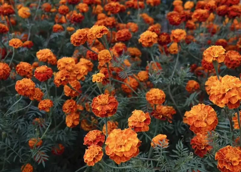Día de Muertos en áreas naturales protegidas de CDMX