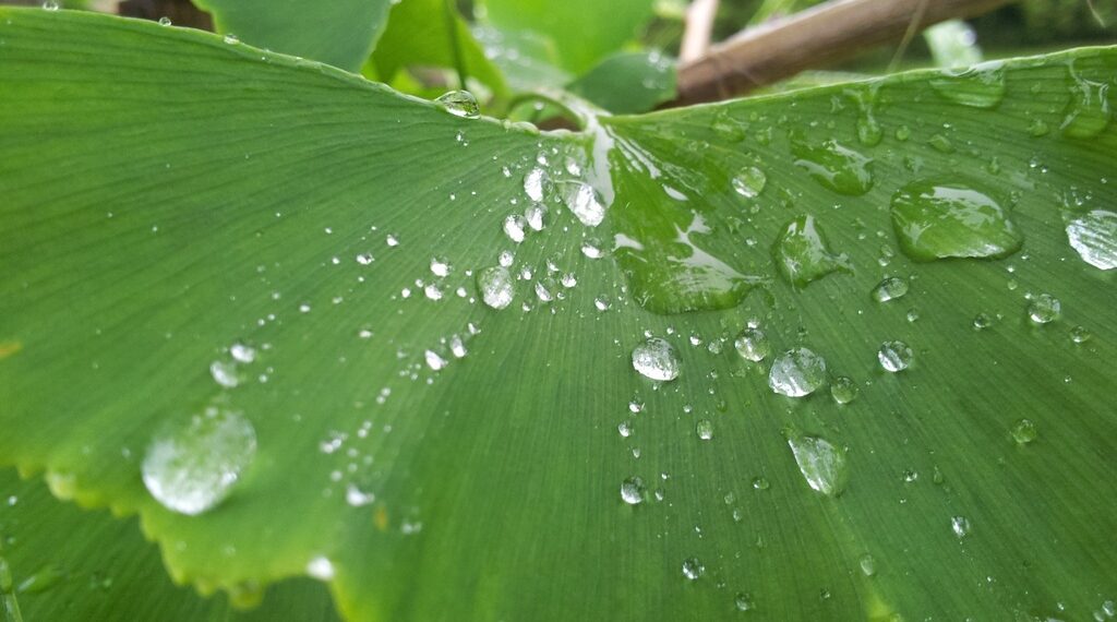 De la tierra al plato: el rol invisible del agua en nuestra alimentación