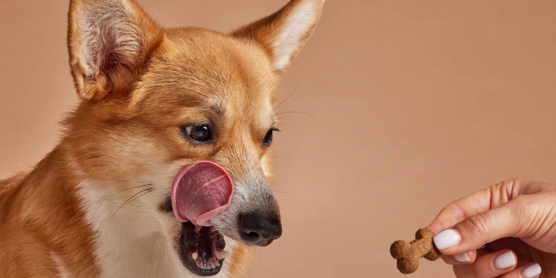 ¡Disfruta de un fin de semana inolvidable junto a tu “perrhijo” y descubre los beneficios de una nutrición equilibrada