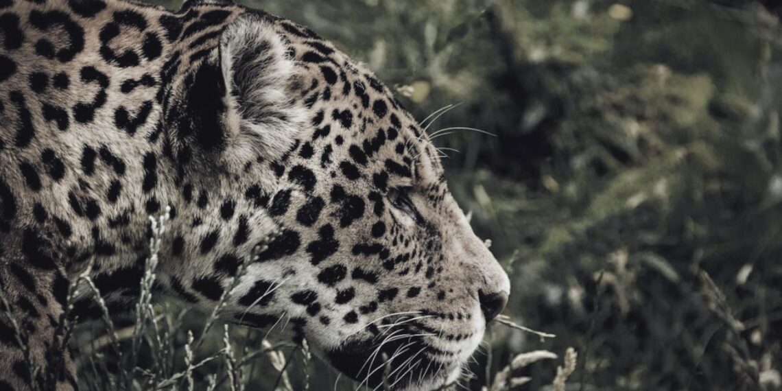 Profepa denuncia ante la FGR sacrificio de un jaguar en Guerrero