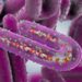 México emite alerta por brote de virus de Marburgo en Ruanda