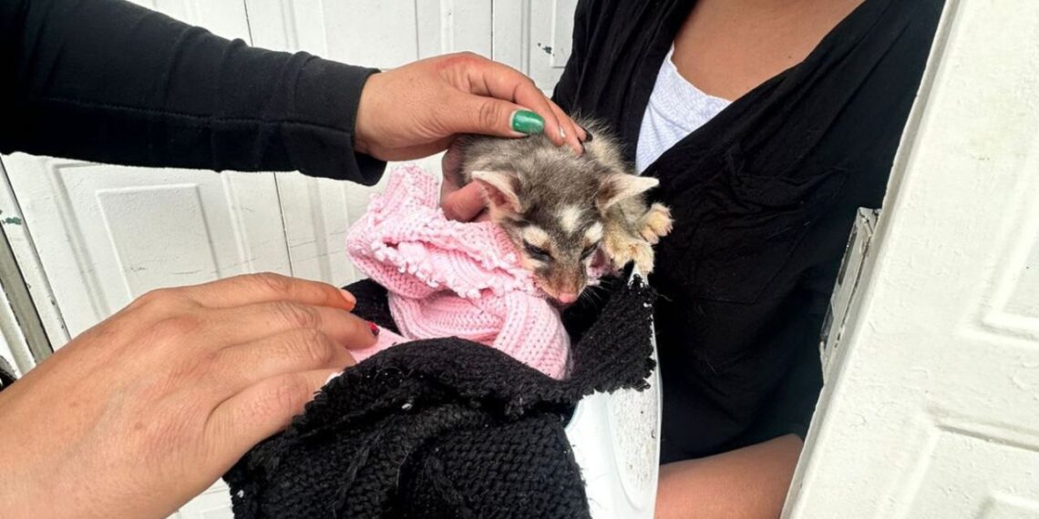 Resguardan a pequeño cacomixtle que fue hallado en una casa en Venustiano Carranza