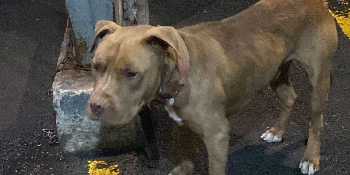 Resguardan a perrito que fue abandonado en Iztapalapa