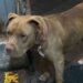 Resguardan a perrito que fue abandonado en Iztapalapa