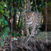 Día Mundial de la Conservación del Jaguar: ¿cómo podemos protegerlos desde nuestras decisiones de consumo?