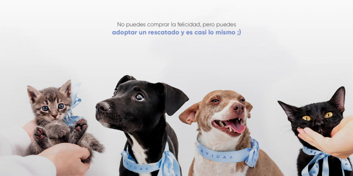 Transformar vidas de perros y gatos a través de donaciones